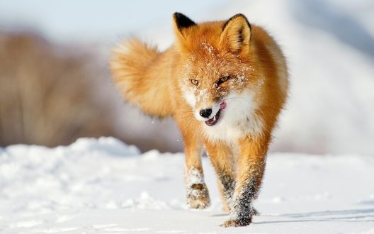 Fox Wallpapers 2