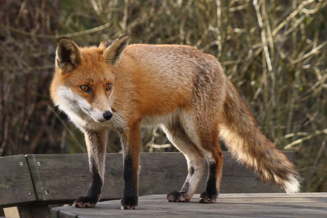 Fox