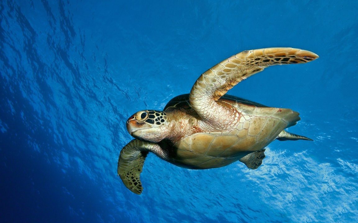 Sea Turtle 3