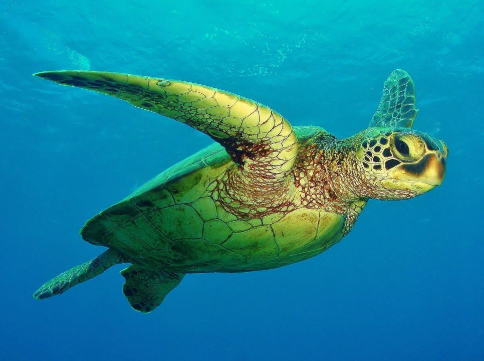 Sea Turtle