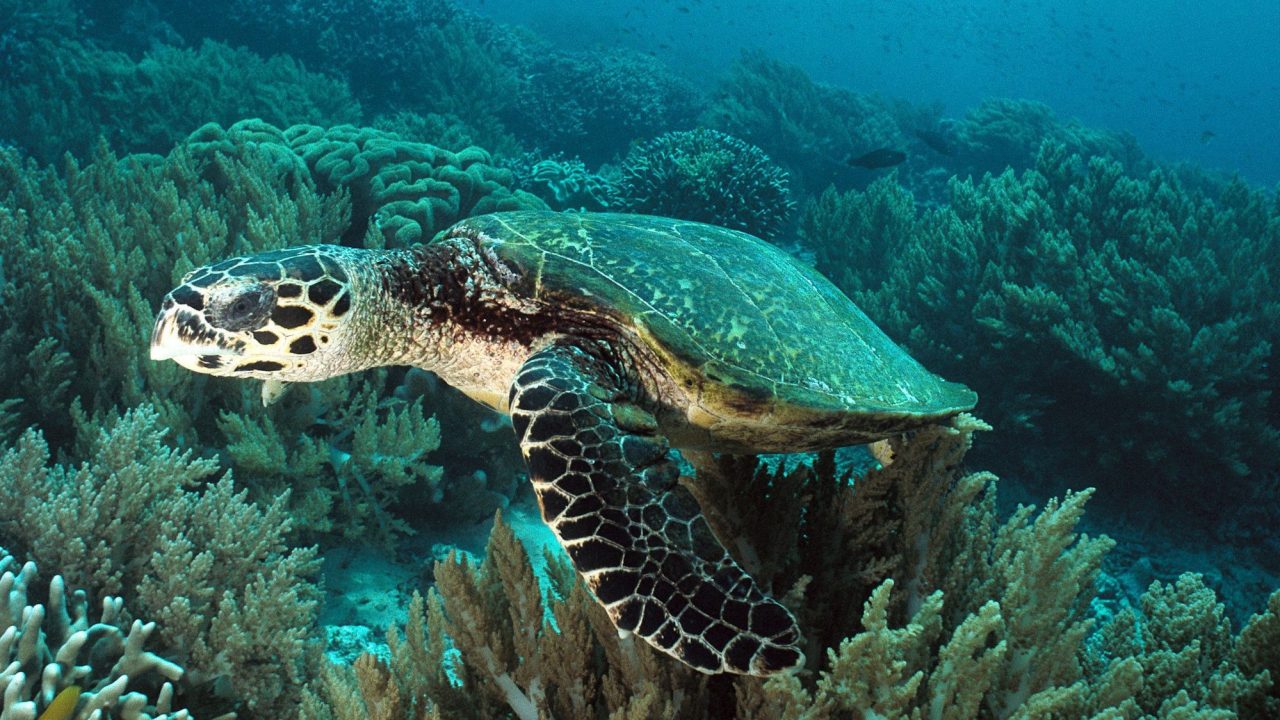 Sea Turtle Background image