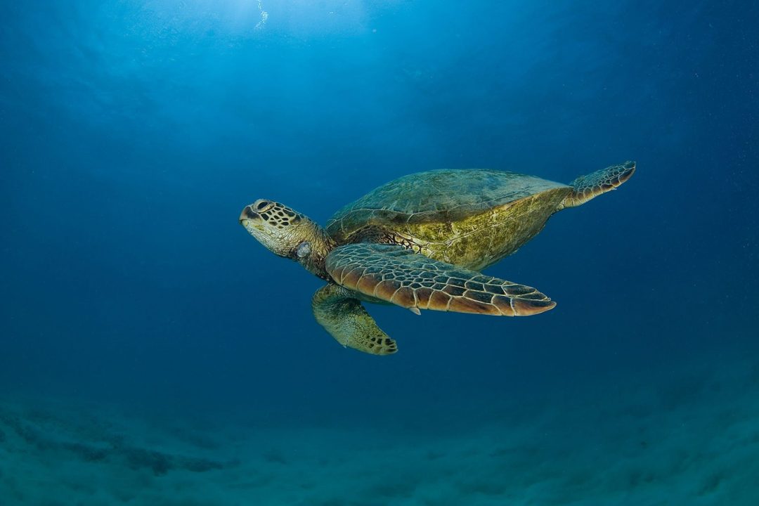 Sea Turtle Background