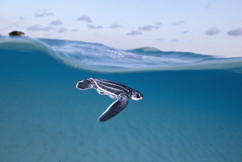 Sea Turtle Desktop