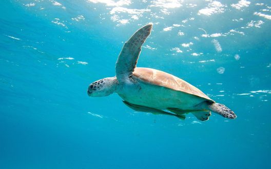 Sea Turtle HD