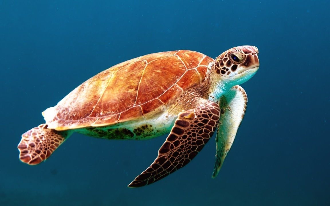 Sea Turtle Photos