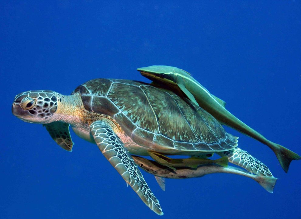 Sea Turtle Pics