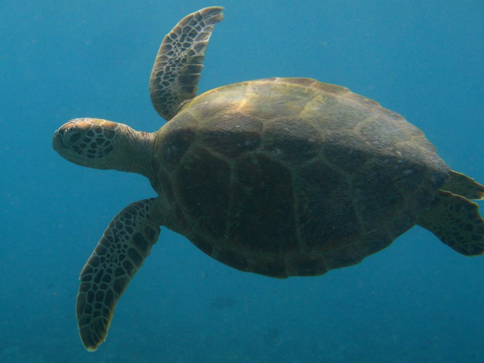 Sea Turtle Pictures