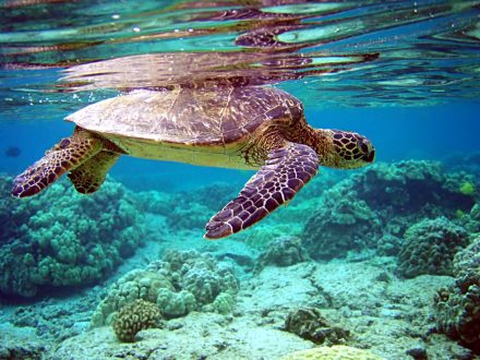 Sea Turtle Wallpapers 2