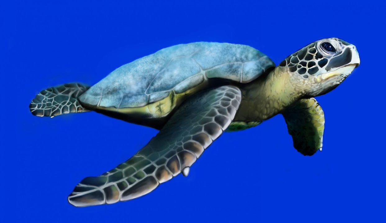 Sea Turtle Wallpapers