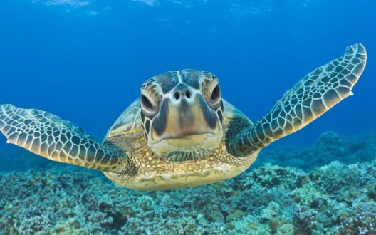 Sea Turtle images