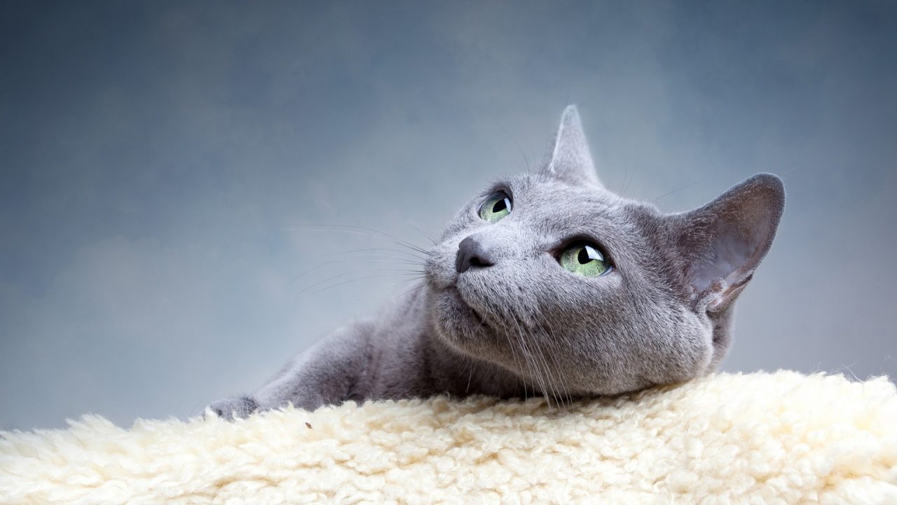 Russian Blue