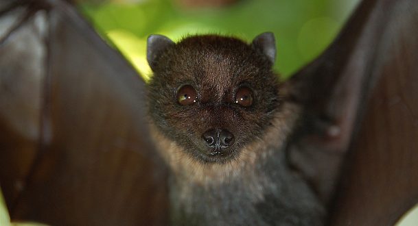 Bat 5