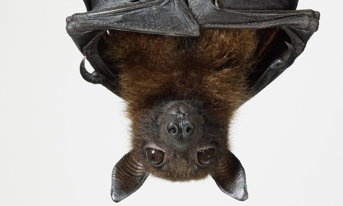 Bat Photos