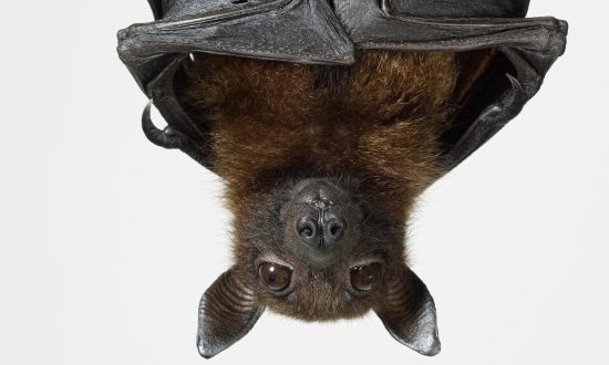 Bat Photos