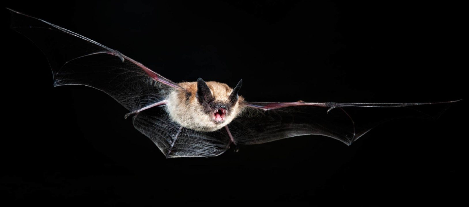 Bat Pics