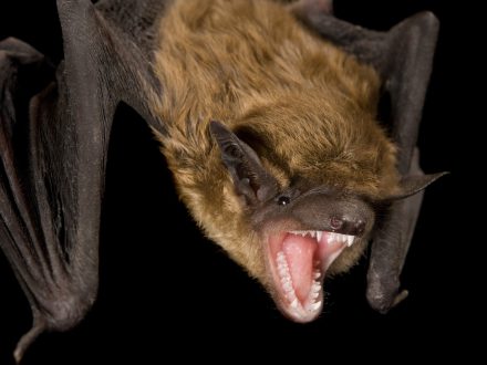 Bat Pictures