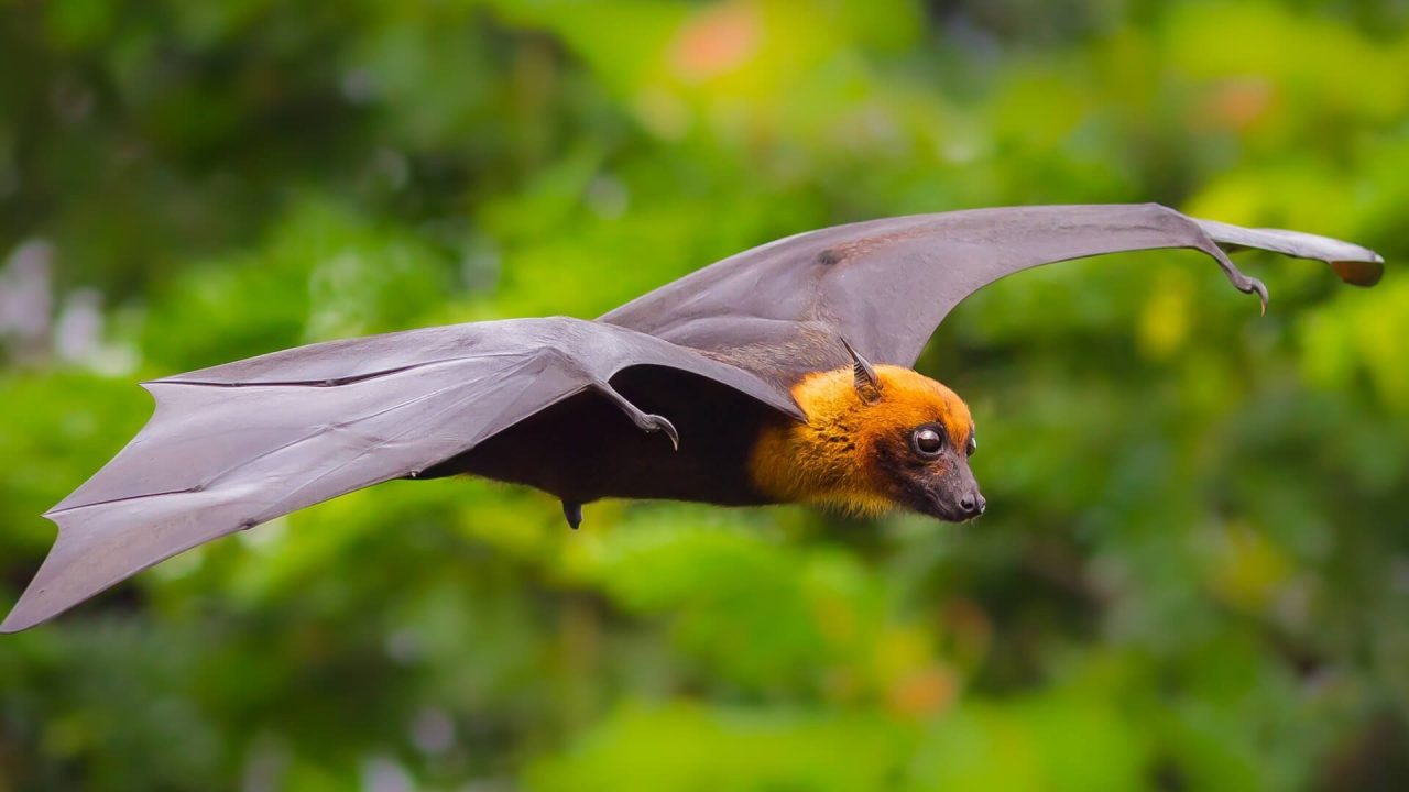 Bat images