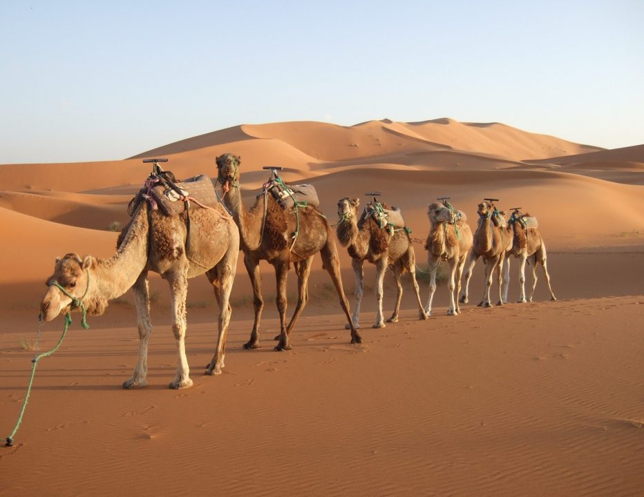 Camel Background