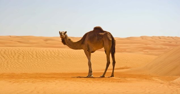 Camel Computer Wallpapers