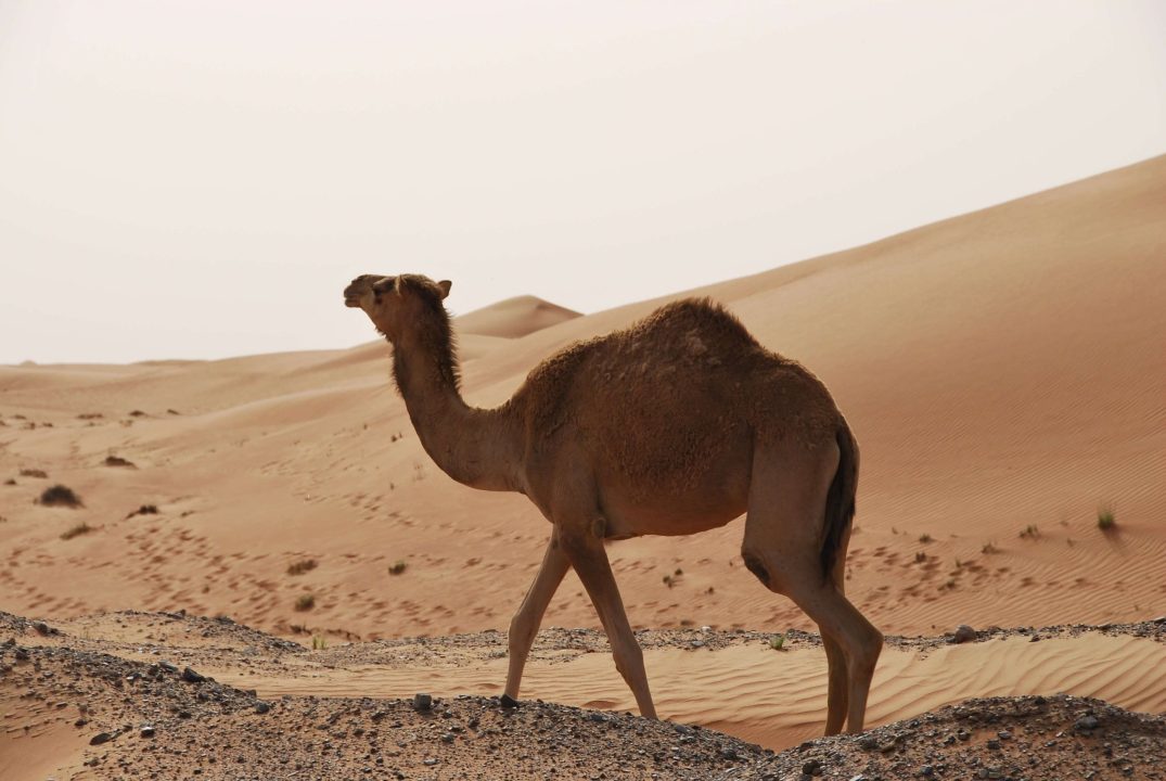 Camel Desktop Wallpapers