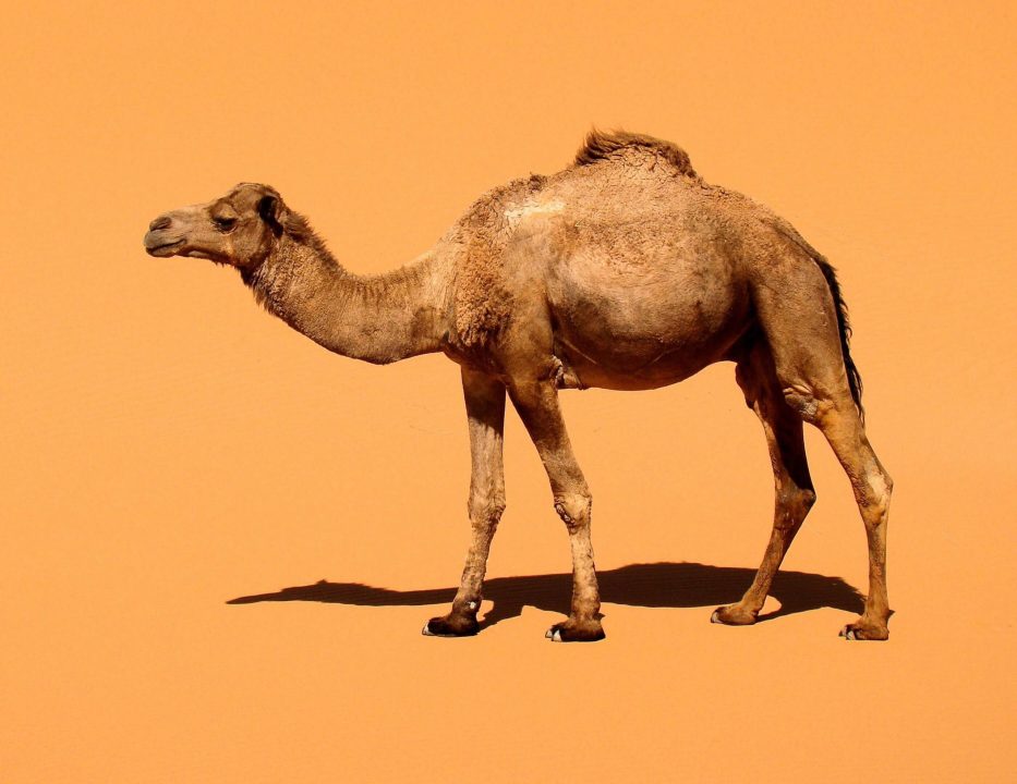 Camel HD