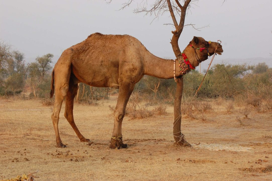 Camel Photos