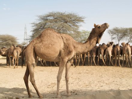 Camel Pics