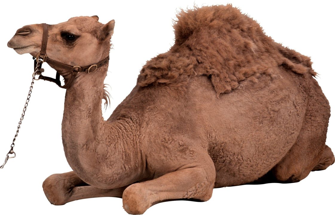 Camel images