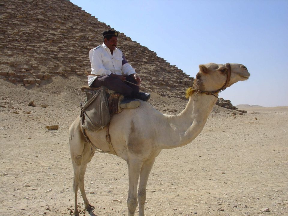 Camel