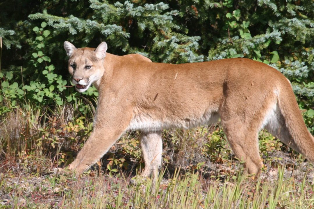 Cougar