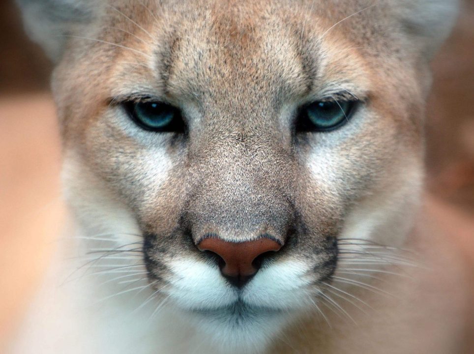 Cougar Background images