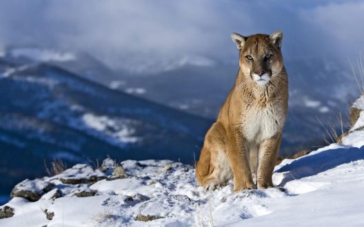 Cougar Desktop Wallpapers