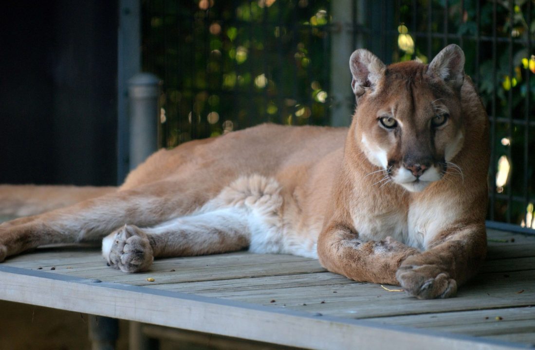 Cougar Pics