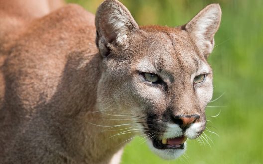 Cougar Wallpapers