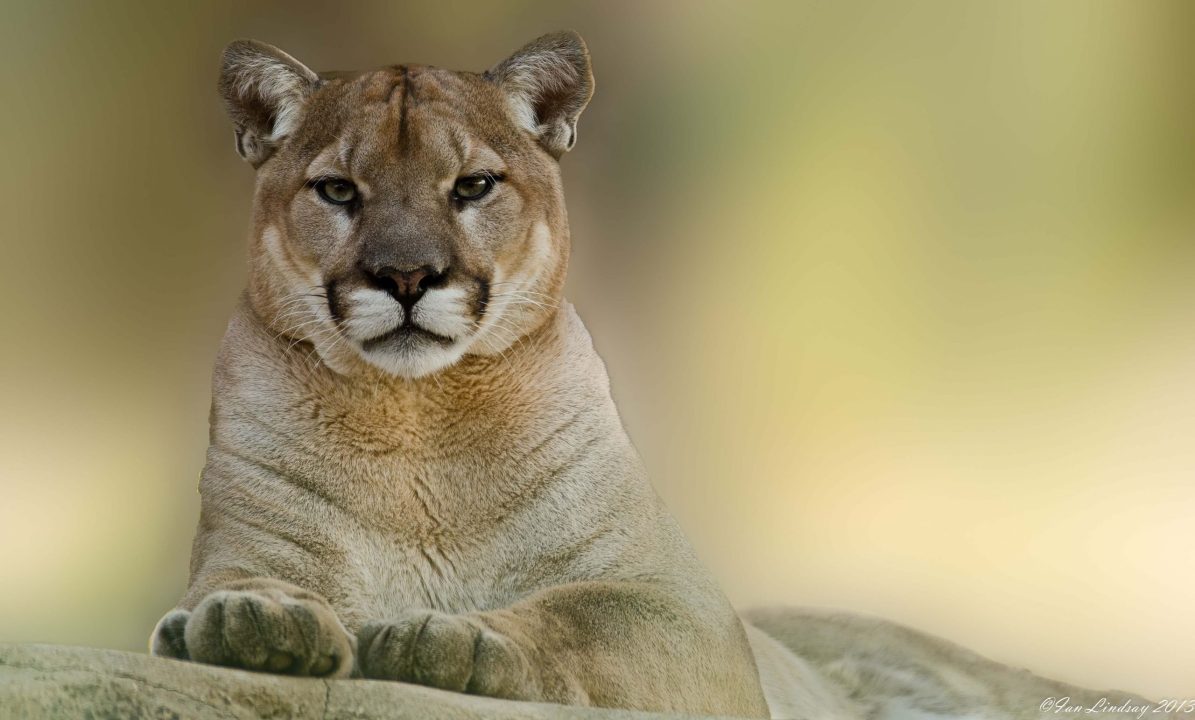 Cougar images