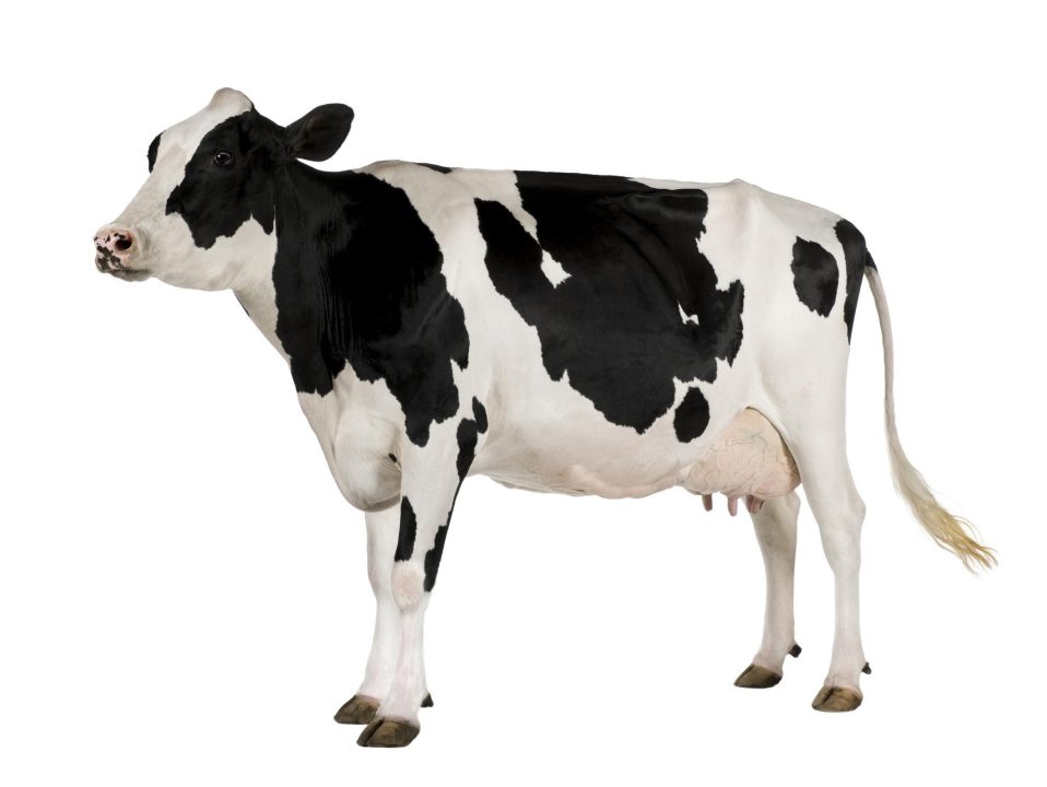 Cow 3