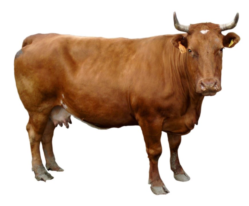 Cow 4