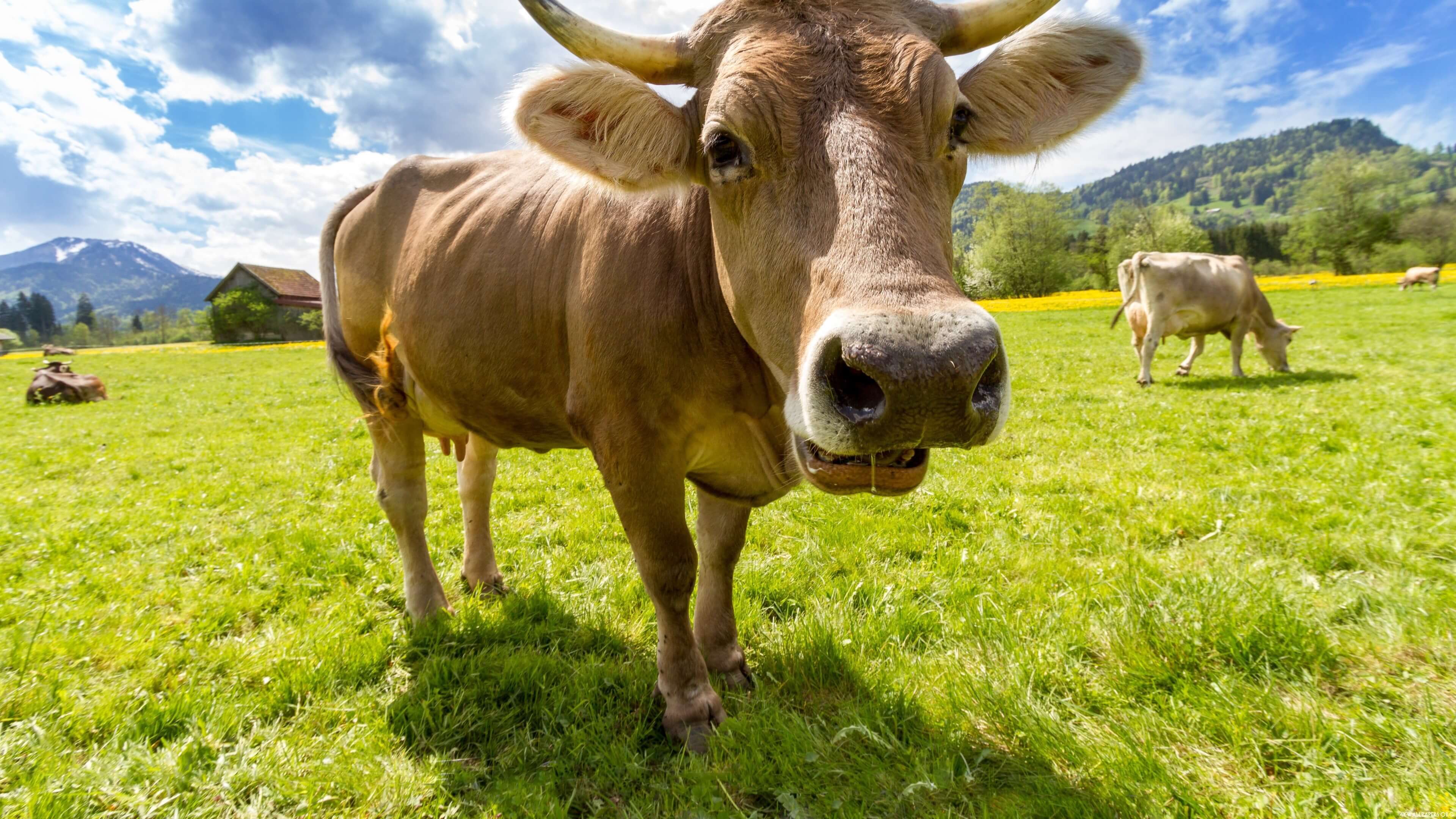 Cow Laptop Wallpapers WallPics