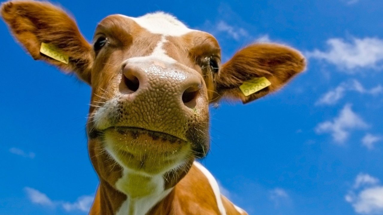 Cow Photos