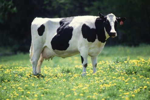 Cow Pics