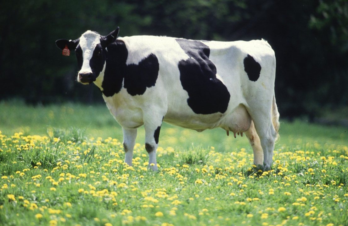 Cow Wallpapers 2