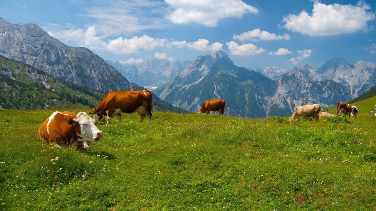 Cow Windows Wallpapers