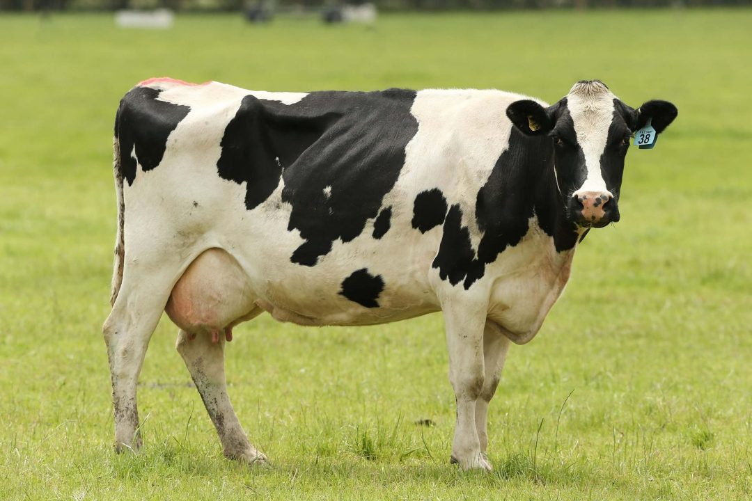 Cow images