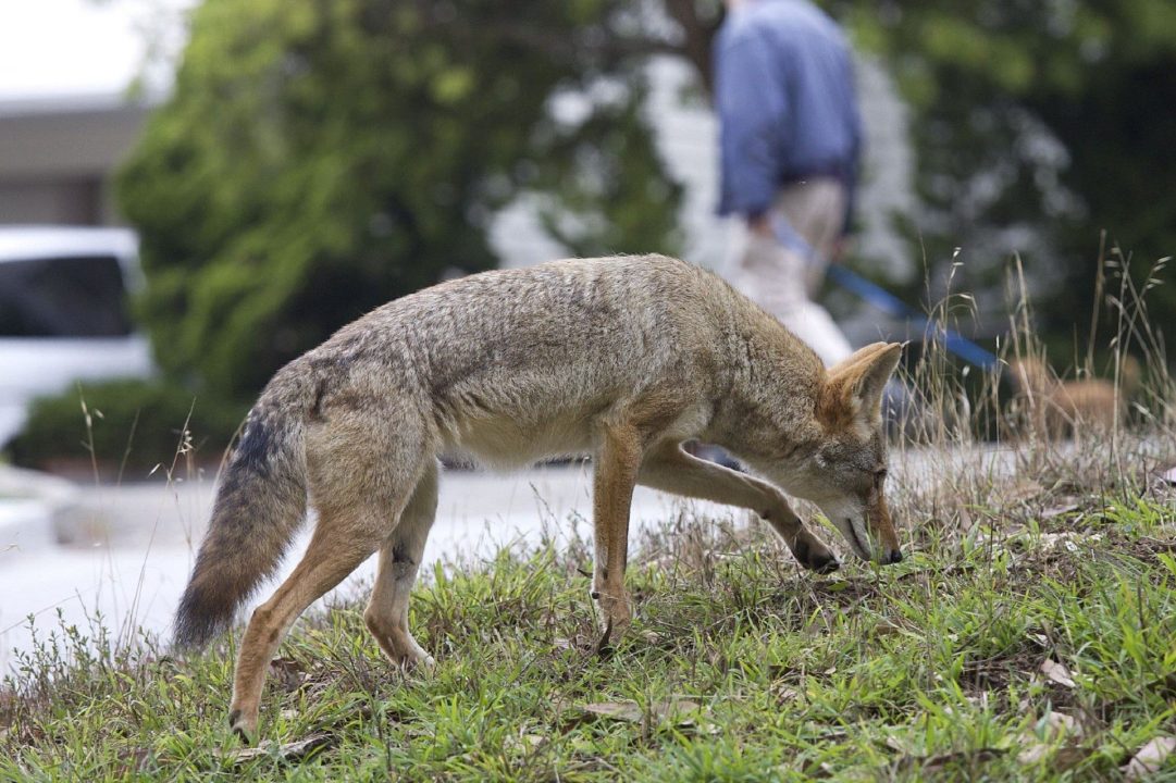 Coyote Background