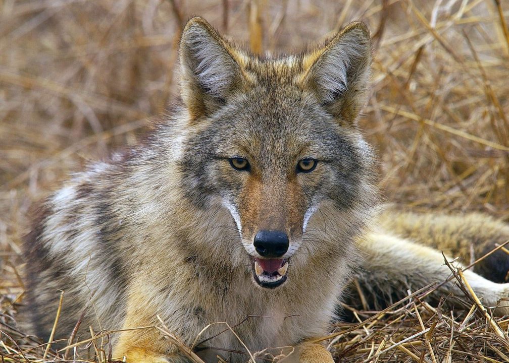 Coyote Computer Wallpapers