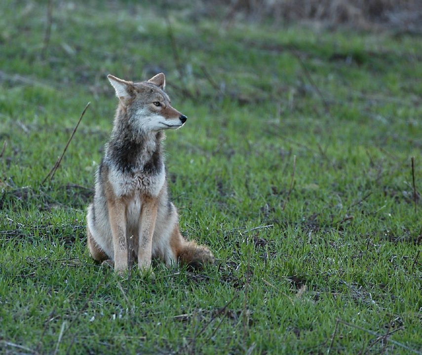 Coyote Desktop