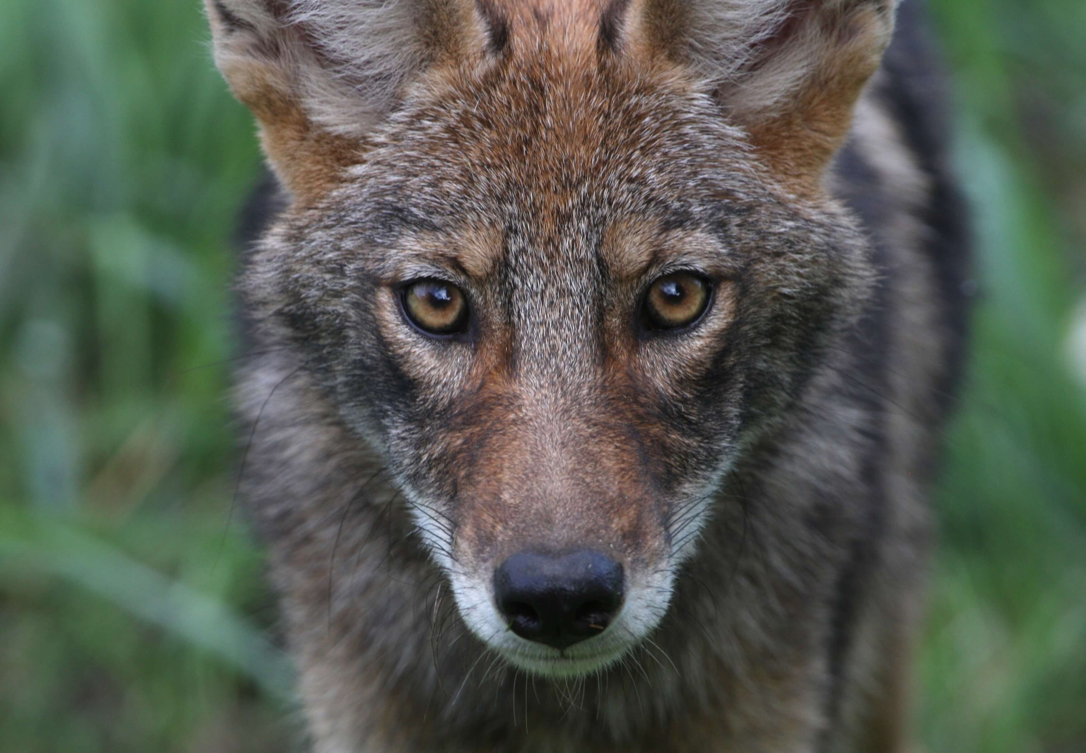 coyote webkinz