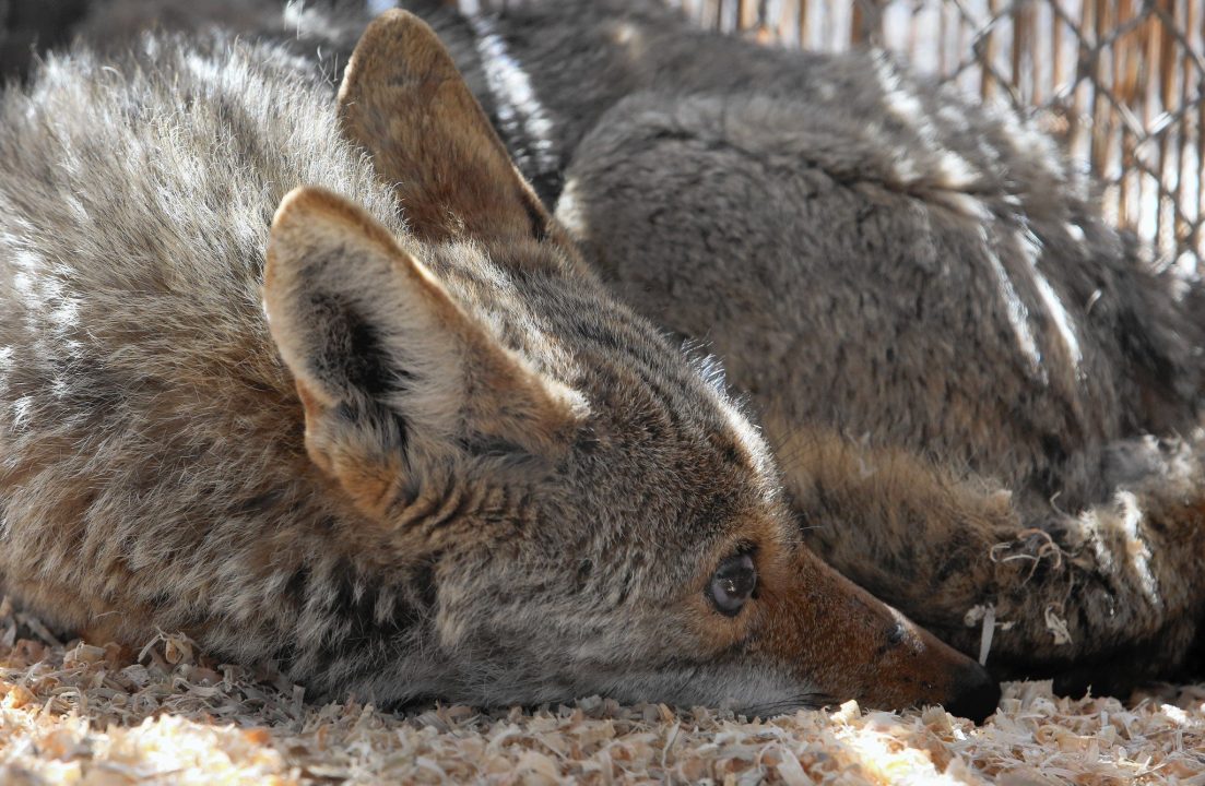 Coyote Pics