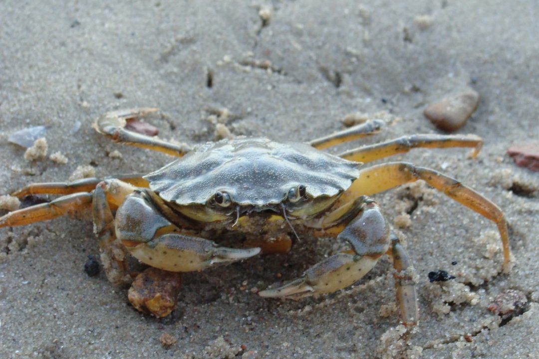 Crab 3