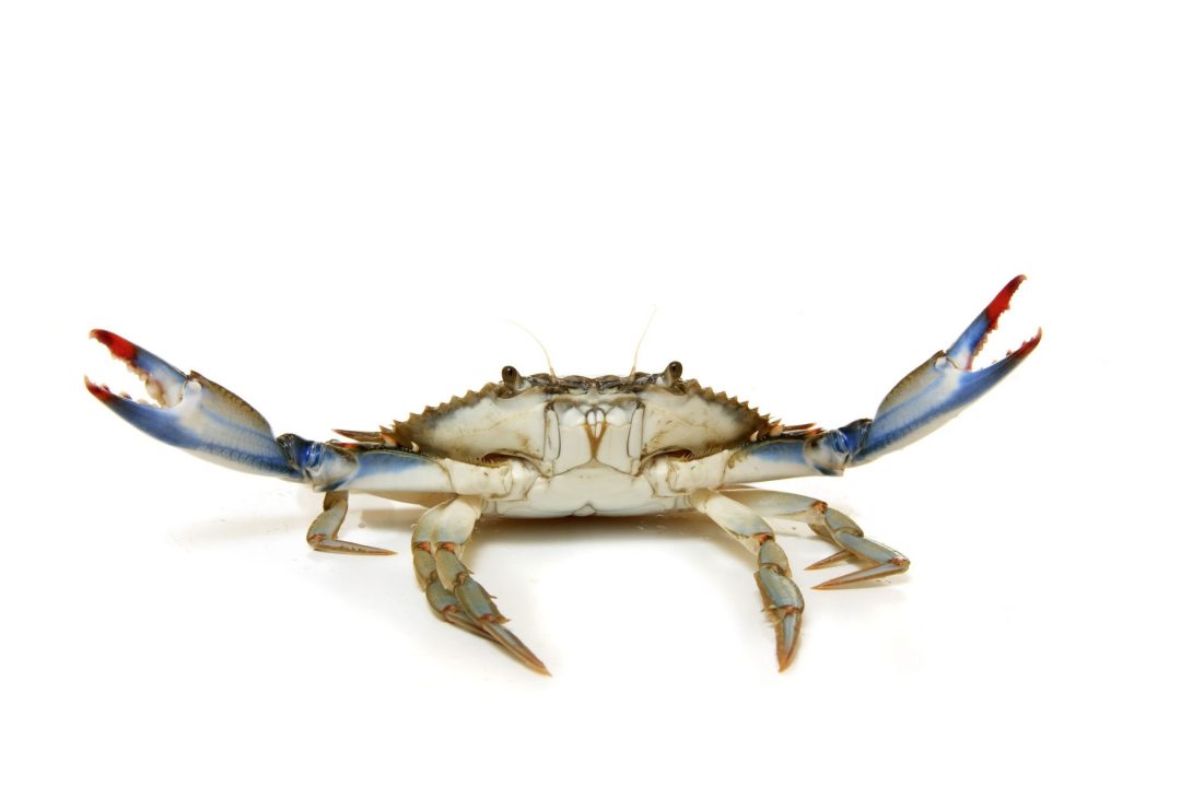 Crab 4